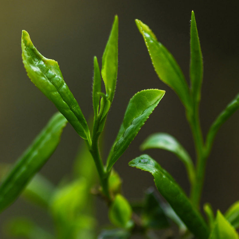 Batu Pu'er Masak Jingmai Warisan Dunia 16 Tahun · 500g, Wangian Tua Halus, Barang Premium Warisan Dunia
