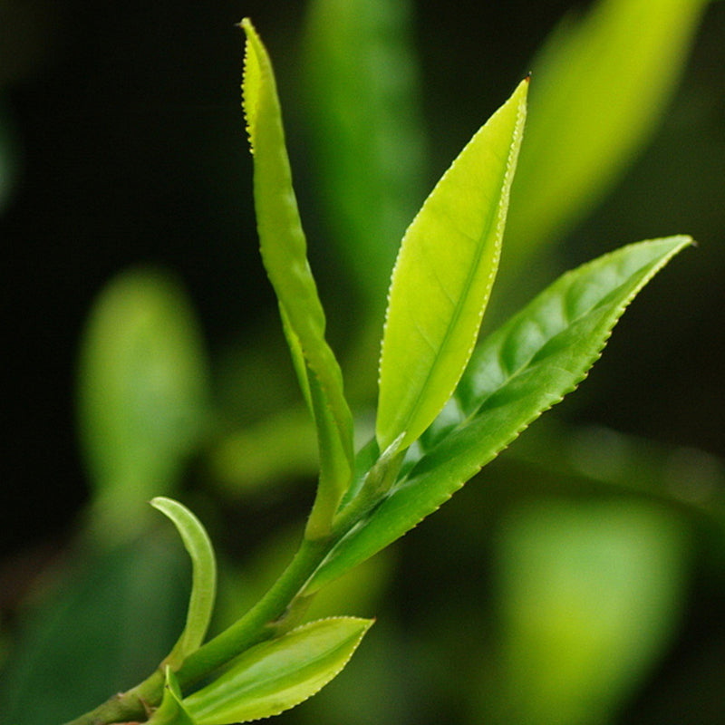 Kuih Pu'er Mentah Manzhuan 24 Tahun Penyimpanan Langka (5 Kuih Satu Set), Aroma Buah & Kayu Eksklusif Gunung Enam Kuno, Manis Balik Cepat, Sulit Ditemukan
