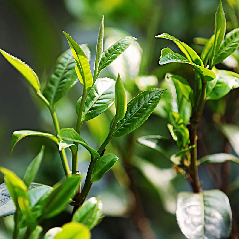 Pu'er Mentah Tianmenshan 17 Tahun Penyimpanan Langka, 5 Kuih Satu Set Koleksi Memadai, Teh Lama Gunung Kecil, Stok Terbatas Semakin Koleksi Semakin Bernilai