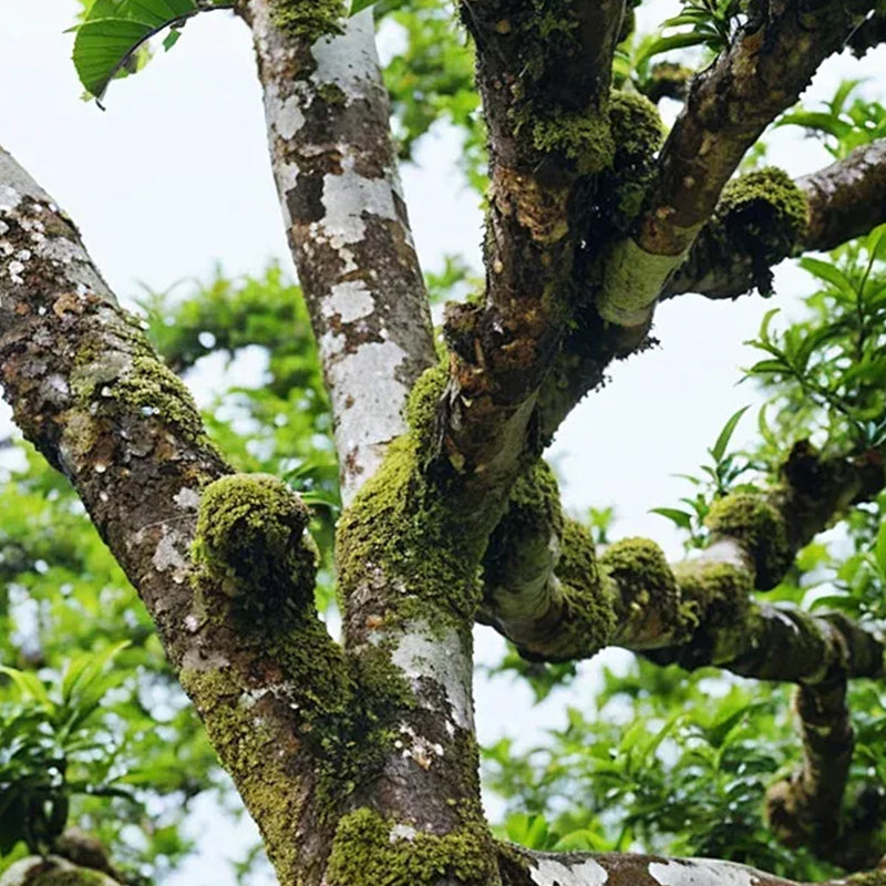 Pu'er Mentah Tianmenshan 17 Tahun Penyimpanan Langka, 5 Kuih Satu Set Koleksi Memadai, Teh Lama Gunung Kecil, Stok Terbatas Semakin Koleksi Semakin Bernilai