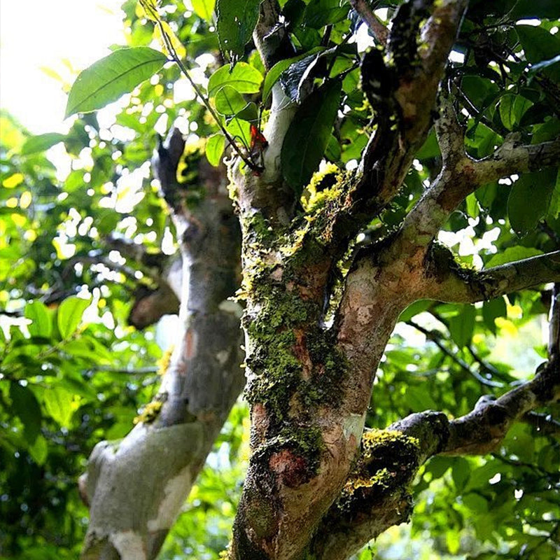 Kuih Pu'er Masak Laobanzhang 18 Tahun · 7 Kuih Satu Set, Koleksi Premium, Wangian Tua Halus