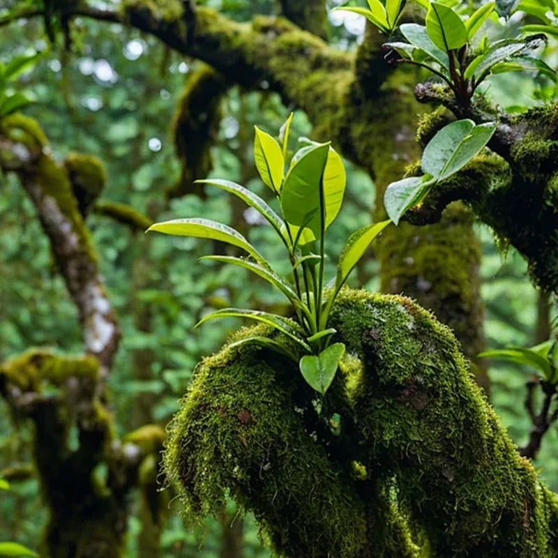 Kotak Kuih Pu'er Mentah Mingxing Gaohao 24 Tahun, 7 Kuih Satu Set, Penyimpanan Pokok Kuno Xishuangbanna + Makna Beruntung Cahaya Bintang, Hadiah Menunjukkan Gaya Eksklusif & Memiliki Berkat